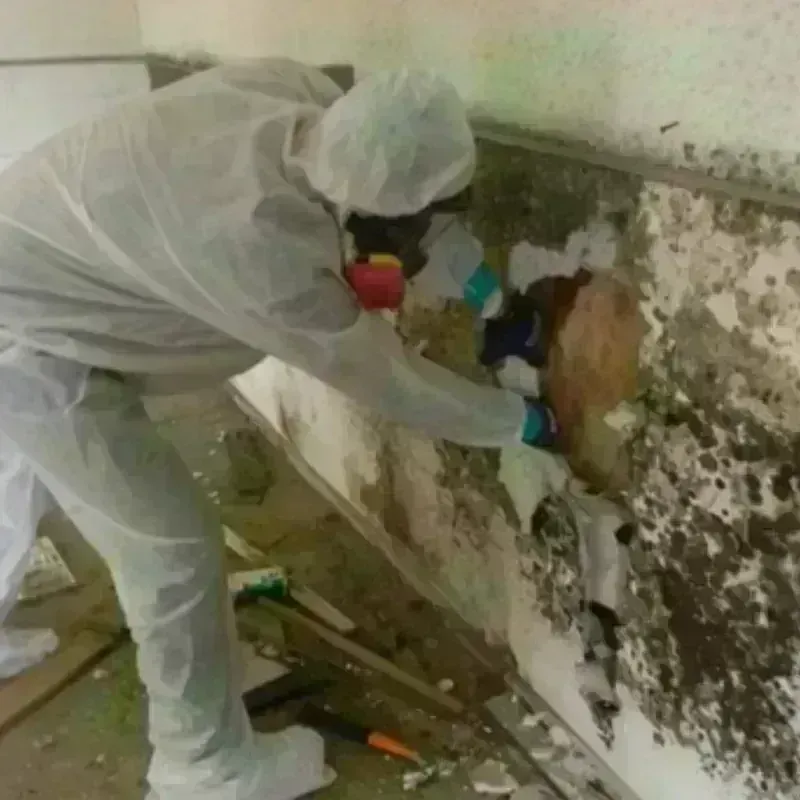 Mold Remediation and Removal in Throckmorton County, TX